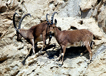 Artiodactyla